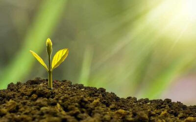 Giving your small business time to grow