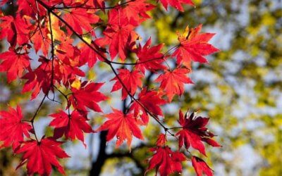 How small businesses can deal with seasonal fluctuations